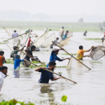 বড় বিলে ‘পলো বাওয়া’ উৎসব
