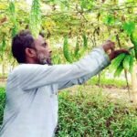 তেতো করলায় কৃষকের মিষ্টি সুদিন