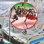 ২৪ ঘণ্টায় ডেঙ্গু আক্রান্ত হয়ে হাসপাতালে ভর্তি ১১