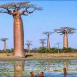 ‘বাওবাব’ গাছ সম্পর্কে চাঞ্চল্যকর তথ্য দিলেন বিজ্ঞানীরা