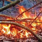 সুন্দরবনে আগুন লাগার কারণ জানতে তদন্ত কমিটি পেল আরও ৭ দিন