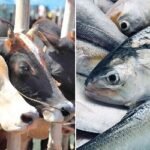 মৎস্য ও প্রাণিসম্পদ খাতে ৭০১ কোটি ৪১ লাখ টাকার ক্ষয়ক্ষতি