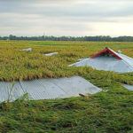 নাসিরনগরে কালবৈশাখী ঝড়ে ব্যাপক ক্ষয় ক্ষতি