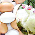 অস্থির সবজির বাজার, মুরগি ও ডিমের দাম চড়া