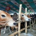 এবারের ঈদুল আজহায় কত পশু কোরবানি হবে?