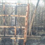 চৌগাছায় দুর্বৃত্তের আগুনে পুড়ল কৃষকের ১ বিঘা পানের বরজ