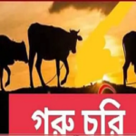 চৌগাছায় নতুন গোয়াল ঘরে গরু তোলার প্রথম রাতেই কৃষকের চার গরু চুরি!