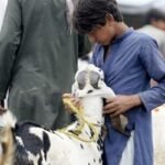 ঈদ-উল-আজহা: কুরবানির পশুর প্রতি করণীয়