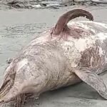 কুয়াকাটায় ভেসে এলো ১০ ফুট লম্বা মৃত ডলফিন