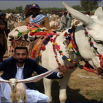 বর্তমানে পাকিস্তানে গাধা আছে ৫৯ লাখ, ছাগল প্রায় ৯ কোটি