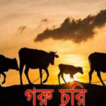 চৌগাছায় বেড়েই চলেছে গরুচুরি কৃষকরা দিশেহারা