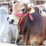 লোক দেখানো কোরবানি নয়