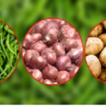 পেঁয়াজ-আলুর দাম বেড়েছে, কাঁচা মরিচের কেজি ২০০ টাকা