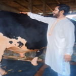 এবারে মাঠ কাঁপাবে নয়ারাজ; প্রতিদিন দুধ পান করে ১০লিটার