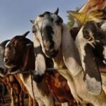 হারাম উপার্জনকারীর সঙ্গে কুরবানি দেওয়া যাবে?