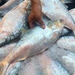 ইলিশের দাম, কেনা তো দূরে থাক-শোনারও সাহস নাই