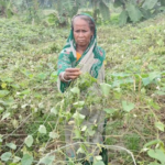 ফুলবাড়ীতে ১০ শতক জমির শাক-সবজির গাছ কেটে দিয়েছে দুর্বৃত্তরা ॥