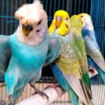 কীভাবে বুঝবেন পোষা পাখি কষ্টে আছে?