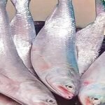 ভারতে ইলিশ রফতানি বন্ধে রিট