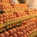 দৈনিক ১৪ কোটি টাকা লুটে নিচ্ছে ডিম সিন্ডিকেট