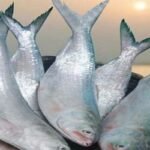 পূজায় ইলিশ চেয়ে বাংলাদেশের কাছে ভারতের আবেদন, যা লিখেছে চিঠিতে