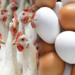 ডিম-মুরগির দামে যেভাবে কারসাজি করছেন ব্যবসায়ীরা