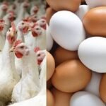 ডিম-মুরগির দাম বেঁধে দেওয়ার পর বেড়েছে আরও