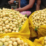 লটকন যাচ্ছে বিদেশে, ঘুরছে অর্থনীতির চাকা!