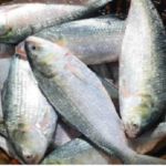 এ বছর ইলিশ যাবে না ভারতে