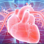 হার্টের আকার বৃদ্ধি পেলে