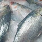 পূজা উপলক্ষে ভারতে যাচ্ছে ৩ হাজার টন ইলিশ