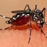 ডেঙ্গুতে এক দিনে আরও ৫ জনের মৃত্যু