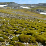 কেন সবুজ হয়ে উঠছে অ্যান্টার্কটিকা উপদ্বীপ?