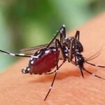 ডেঙ্গুতে আক্রান্ত আরও ৪৯০ জন