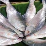 আজ মধ্যরাত থেকে ইলিশ ধরায় ২২ দিনের নিষেধাজ্ঞা