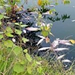 মেহেরপুরে পুকুরে বিষ দিয়ে দুই লাখ টাকার মাছ নিধন