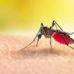ডেঙ্গুতে আরও ৩ জনের মৃত্যু
