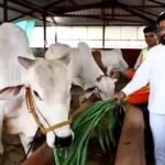 মহারাষ্ট্রে ভোটের আগে গরুকে ‘রাজ্যমাতা’ ঘোষণা
