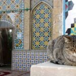 জায়নামাজে বিড়াল শুয়ে-বসে থাকলে কি অপবিত্র হয়ে যায়?