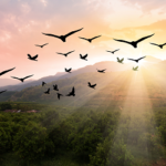 কোরআনে শহীদের যে মর্যাদার কথা বলা হয়েছে