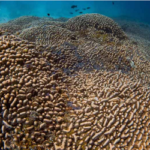 প্রশান্ত মহাসাগরে পাওয়া গেল বিশ্বের সবচেয়ে বড় প্রবাল