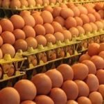 আরও ১৯ কোটি ডিম আমদানির অনুমতি