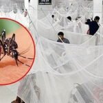 ডেঙ্গুতে প্রাণ গেল আরও ৫ জনের, হাসপাতালে ভর্তি ৩৪৪