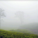 আজ দেশের সর্বনিম্ন তাপমাত্রা শ্রীমঙ্গলে