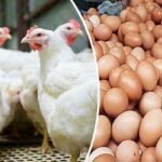 দাবি না মানলে ডিম-মুরগি উৎপাদন বন্ধের হুঁশিয়ারি বিপিএ’র