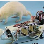 রোবট ইঁদুরের মাধ্যমে জীবন্ত প্রাণীর মনস্তত্ত্ব নিয়ে গবেষণা