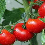 টমেটো খেলে যেসব উপকার পাবেন