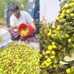 বল সুন্দরী চাষে ভাগ্য বদলাল পদ্মার চরের কৃষকদের