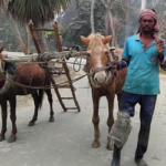 চৌগাছায় ঘোড়া দিয়ে হালচাষ করেন কৃষক কামারুল