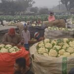 বগুড়ায় প্রতি কেজি ফুলকপি বিক্রি হচ্ছে ২ টাকায়